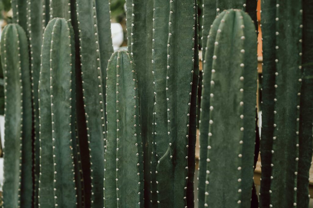 San Pedro Cactus Huachuma Medicine